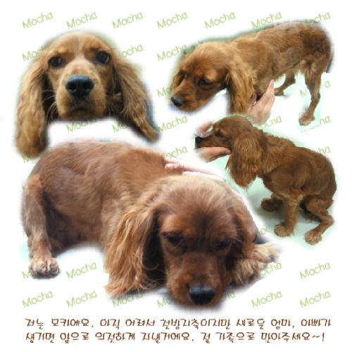 [D04-065관] 코카스파니엘 모카 = 입양완료
