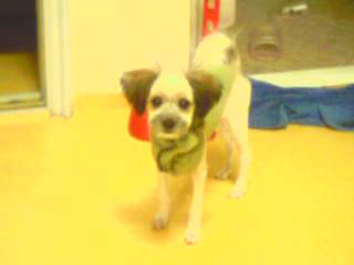 [D04-067관] 발바리 유리 - 입양완료