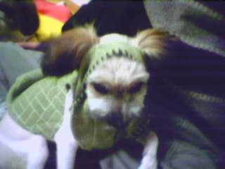 [D04-067관] 발바리 유리 - 입양완료