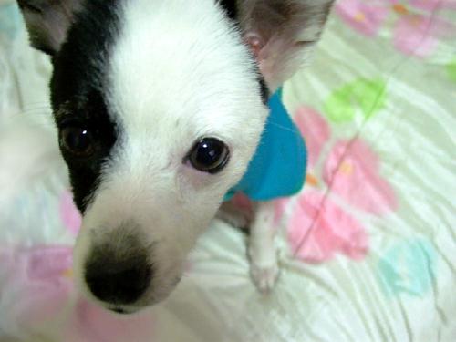 [D04-068관] 발바리 바둑이 = 입양완료