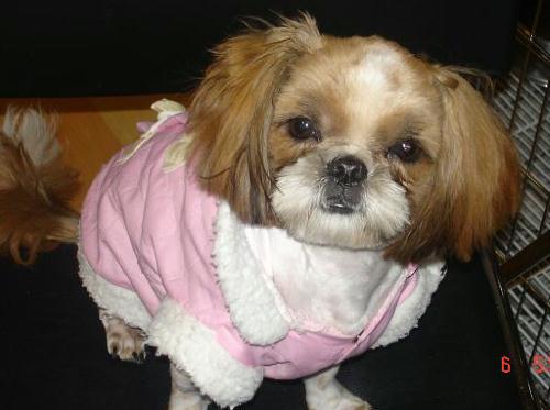 [D04-071관] 시추 방울이 = 입양완료