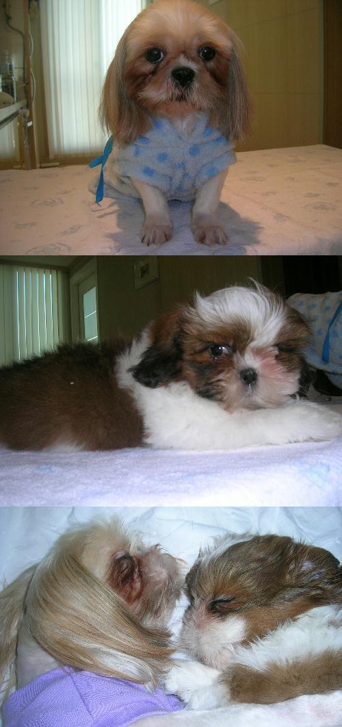 [D05-001관] 시추 랑이와 자견 = 입양완료