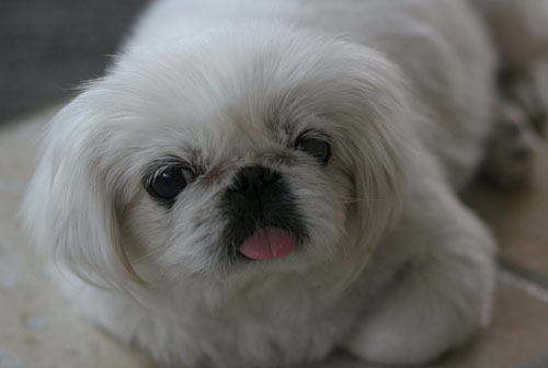 [D05-004관] 페키니즈 머털이 = 입양불가