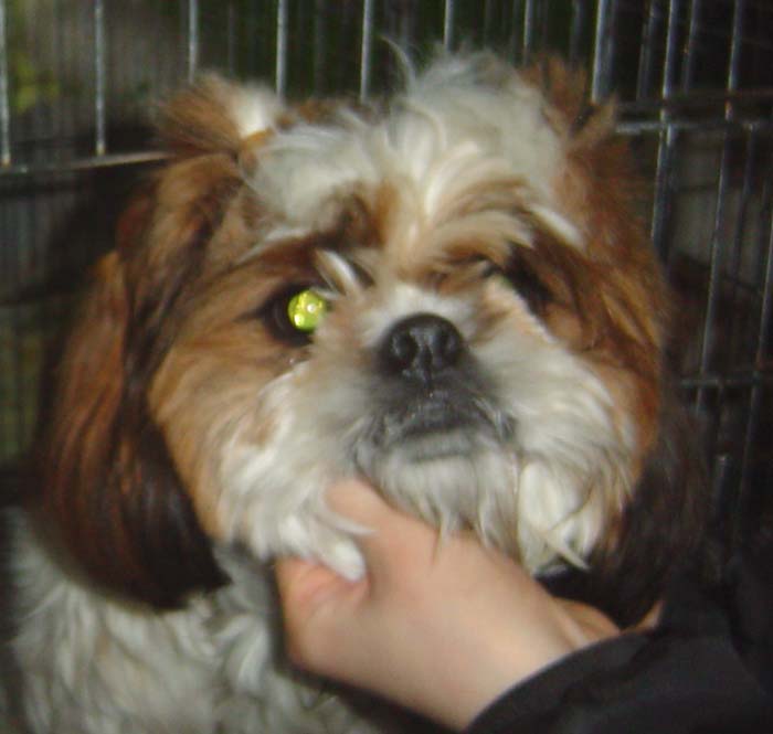 [D05-006관] 시추 행운이 = 입양완료