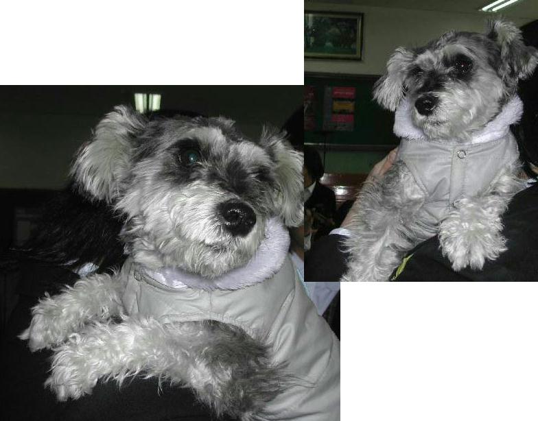 [D05-012관] 슈나우져 슈슈 = 입양완료