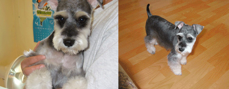 [D05-012관] 슈나우져 슈슈 = 입양완료