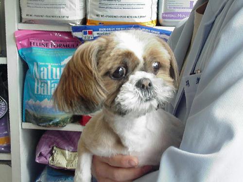 [D05-013관] 시추 루비 = 입양완료