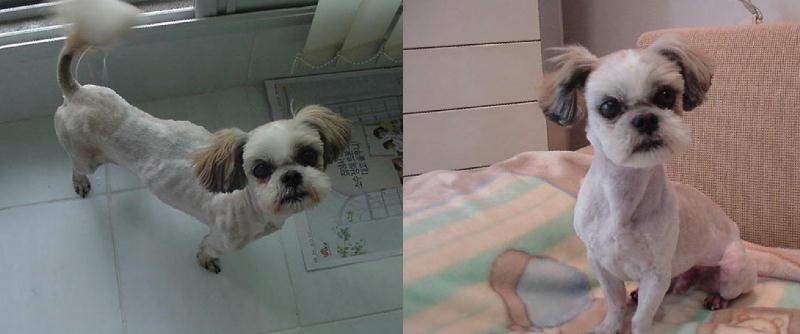 [D05-014관] 시추 태양이 = 입양완료