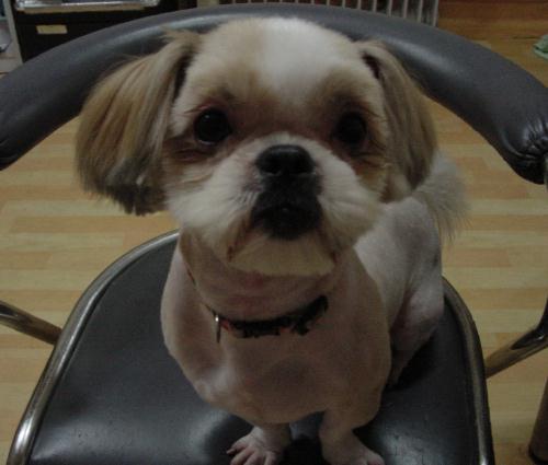 [D05-015관] 시추 복돌이 = 입양완료