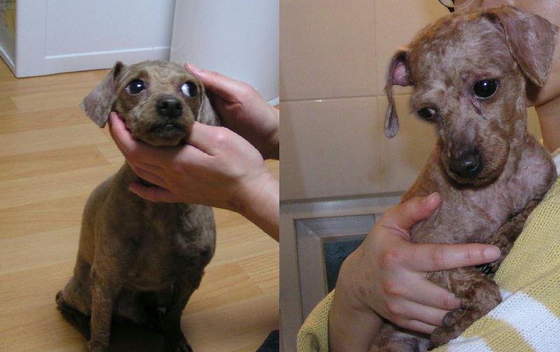 [D05-020관] 푸들 초롱이 = 입양완료