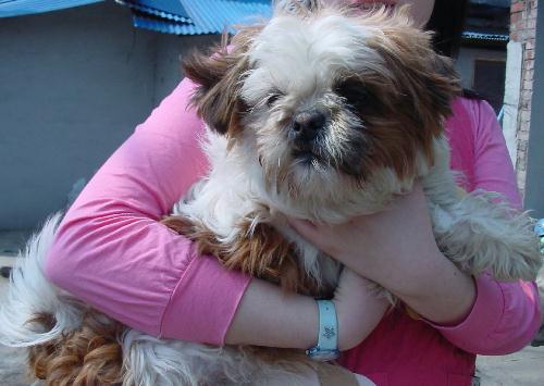 [D05-021관] 시추 왕건이 = 입양완료