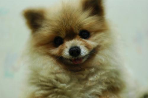 [D05-022관] 포메라이언 포미 = 입양완료