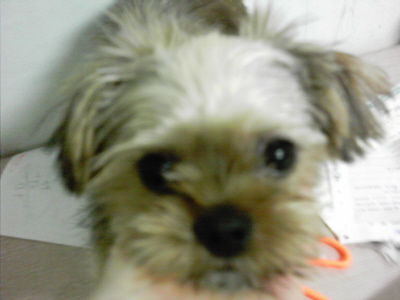 [D05-024외] 요크셔테리어 열매 = 입양완료