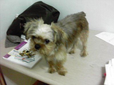 [D05-024외] 요크셔테리어 열매 = 입양완료