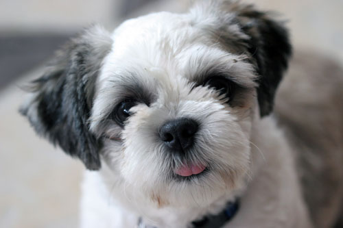 [D05-027관] 시추 제니 = 입양완료