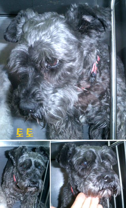 [D05-028관] 슈나우져 토토 = 입양완료