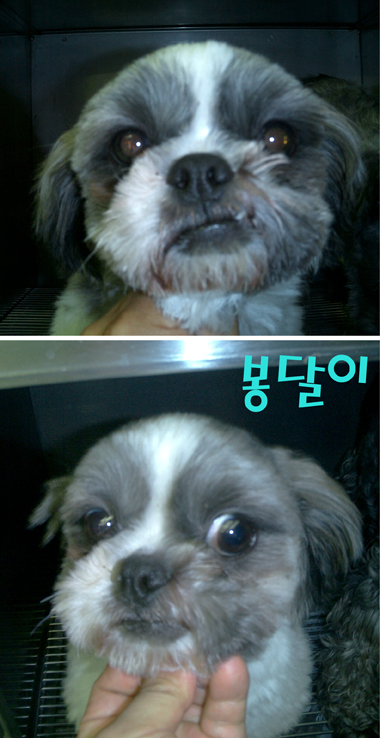 [D05-029관] 시추 봉달이 = 입양완료