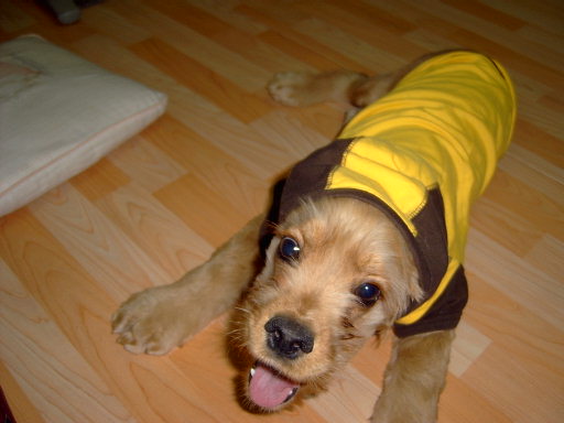 [D05-030외] 코카스파니엘 힘찬이 = 입양완료