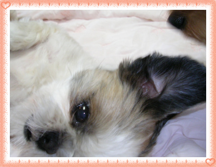 [D05-025관] 고속도로에서 긴급구조된 시츄 보미