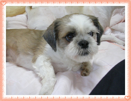 [D05-025관] 고속도로에서 긴급구조된 시츄 보미