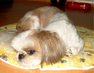 [D05-032외] 시츄 보리 = 입양완료