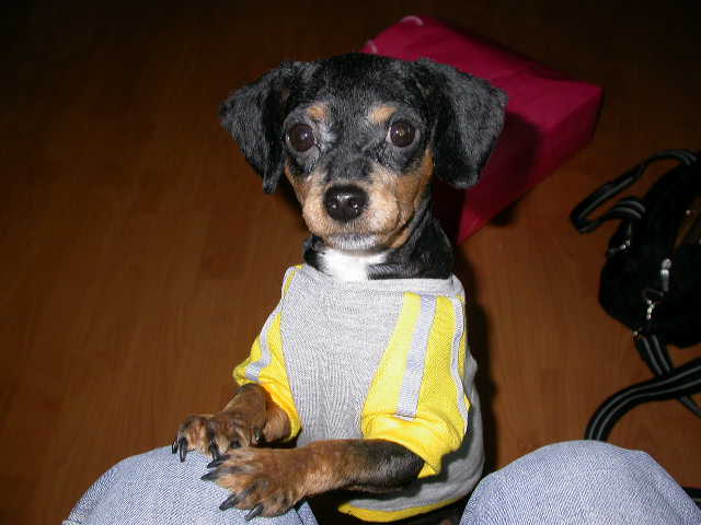 [D05-033외] 미니핀+푸들(?) 칸 = 입양완료