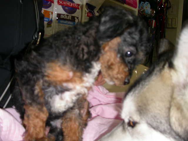 [D05-033외] 미니핀+푸들(?) 칸 = 입양완료