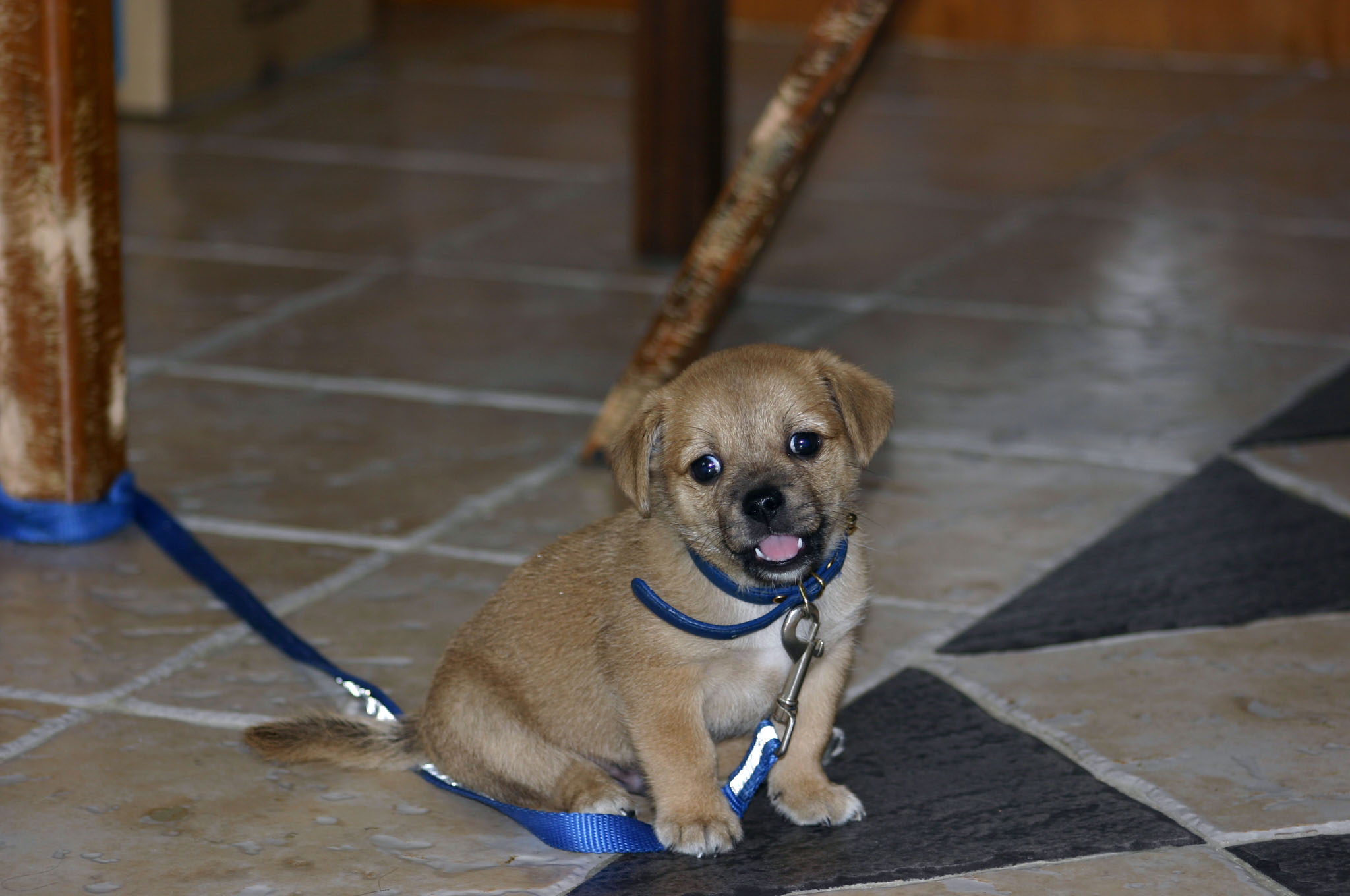 [D05-031관] 발바리 코코 = 입양완료