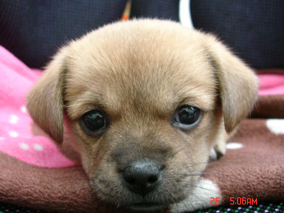 [D05-031관] 발바리 코코 = 입양완료