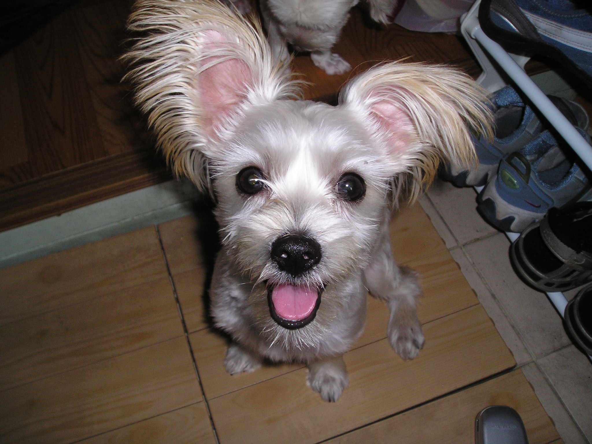 [D05-038외] 말티즈+요크셔(?) 별이 = 입양완료