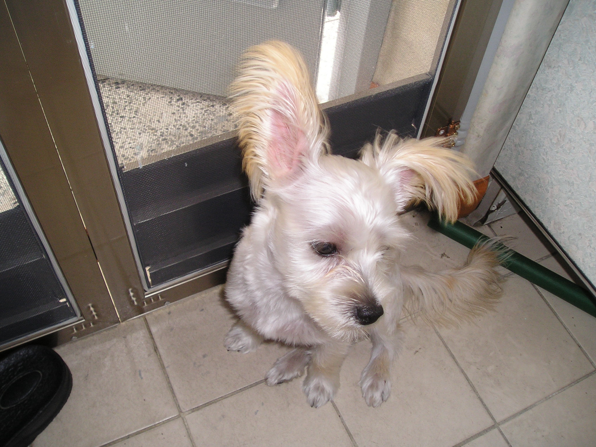 [D05-038외] 말티즈+요크셔(?) 별이 = 입양완료