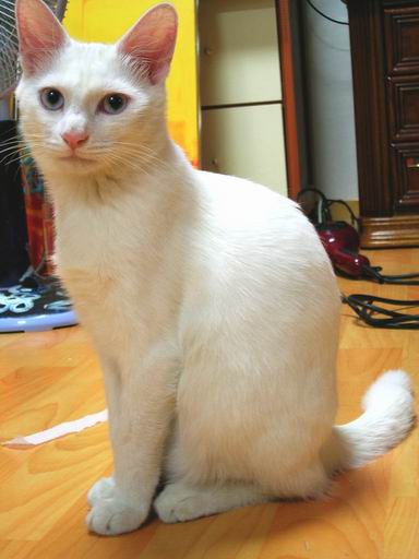 [C05-002] 눈처럼 하얀 고양이 유키 = 입양완료