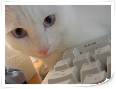 [C05-002] 눈처럼 하얀 고양이 유키 = 입양완료