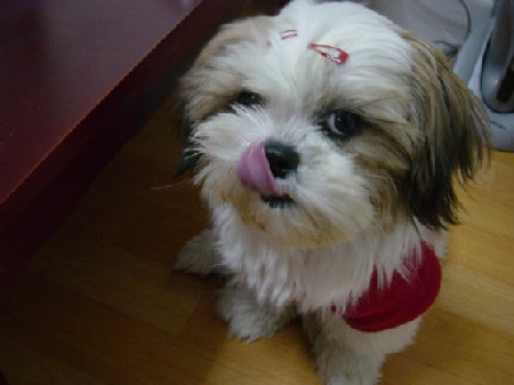 [d05-038관] 농장시츄 시리즈~ 겨울이 = 박선민님께 입양완료