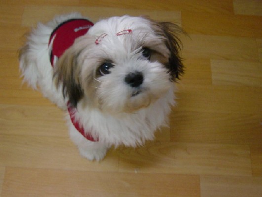 [d05-038관] 농장시츄 시리즈~ 겨울이 = 박선민님께 입양완료