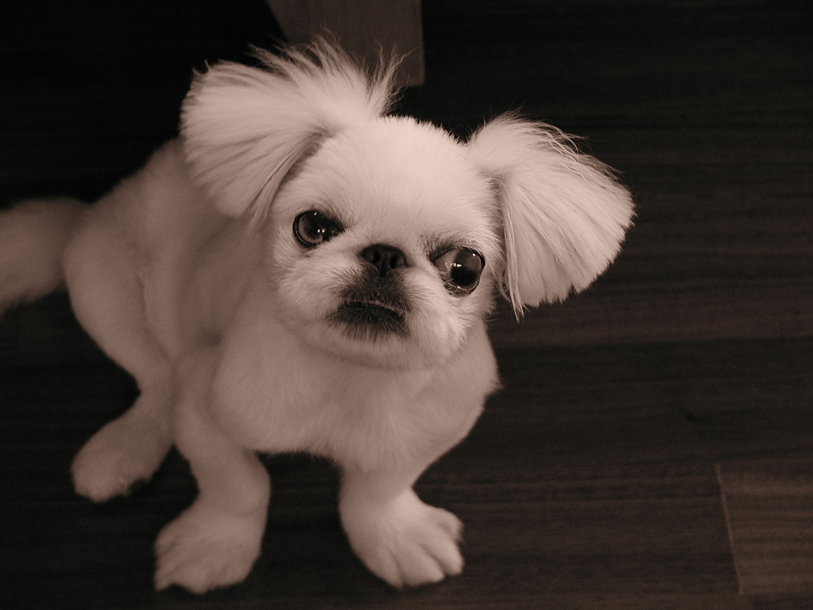 [D03-069관] 페키니즈 찌루