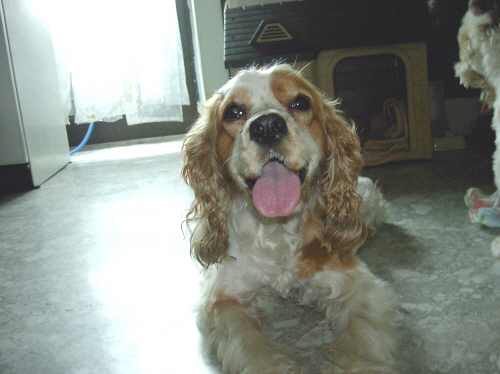 [D04-030관] 코카스파니엘 메이 = 정균님 댁으로 입양완료