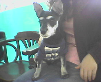 [D04-019관] 슈나우져 카스 = 안정현님이 캐나다에서 입양보냄.