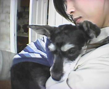 [D04-019관] 슈나우져 카스 = 안정현님이 캐나다에서 입양보냄.