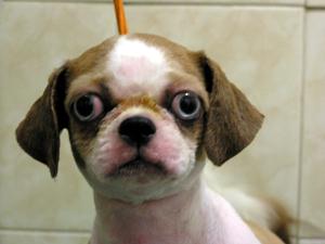 [D04-043관] 시추 싱글이