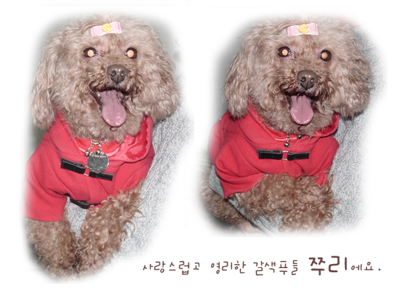 [D02-021관] 푸들 쭈리