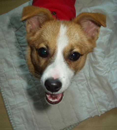 [D03-084관] 발바리 하늘이=정외숙님께 입양완료!!