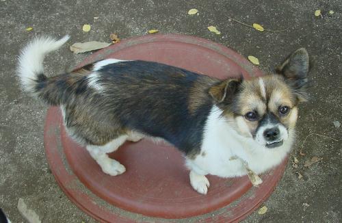 [D03-056관] 혼혈견 쁘띠=정외숙님께 입양완료!!