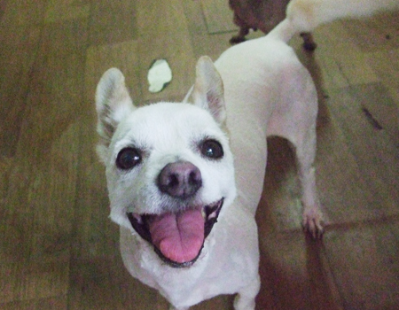 [D05-001관] 발바리 순돌이=입양완료~!!