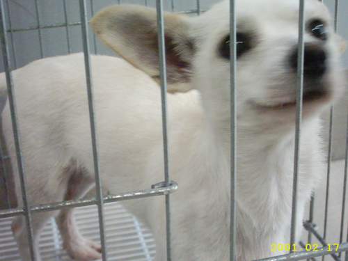 [D05-001관] 발바리 순돌이=입양완료~!!