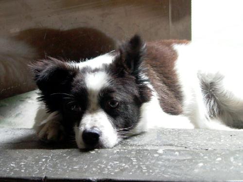 [D04-021관] 발바리 별이