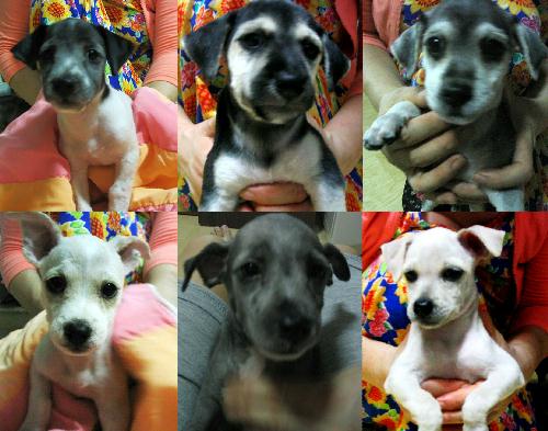 [D04-052관] 혼혈자견 6마리