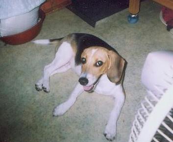 [D04-058관] 비글 둥이