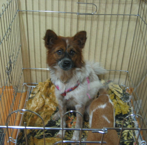 [D04-059관] 발바리 깨순이 = 입양완료