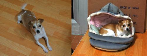 [D04-070관] 발바리 박하 = 입양완료